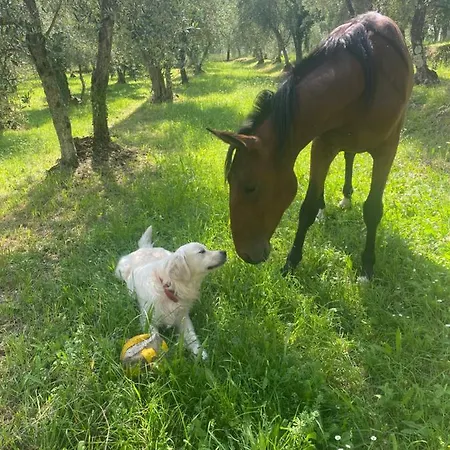 Dom wakacyjny Sotto Il Cielo Di Toscana In Tenuta Only Adults No Pet